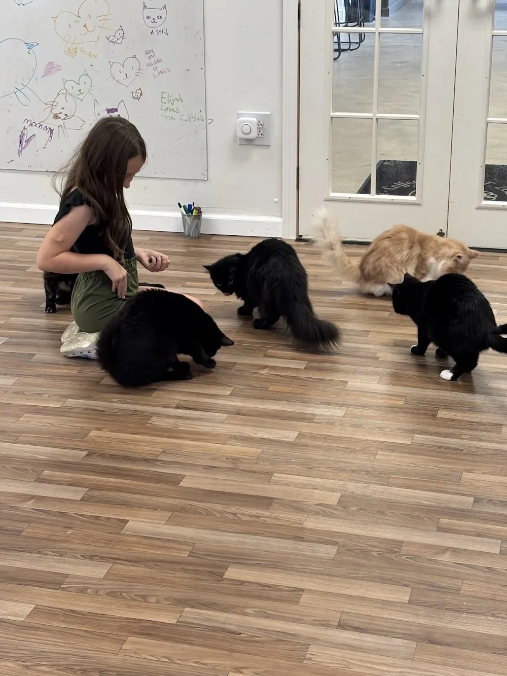 Mugs 'N Mittens cat cafe in Fairmont - atmosphere