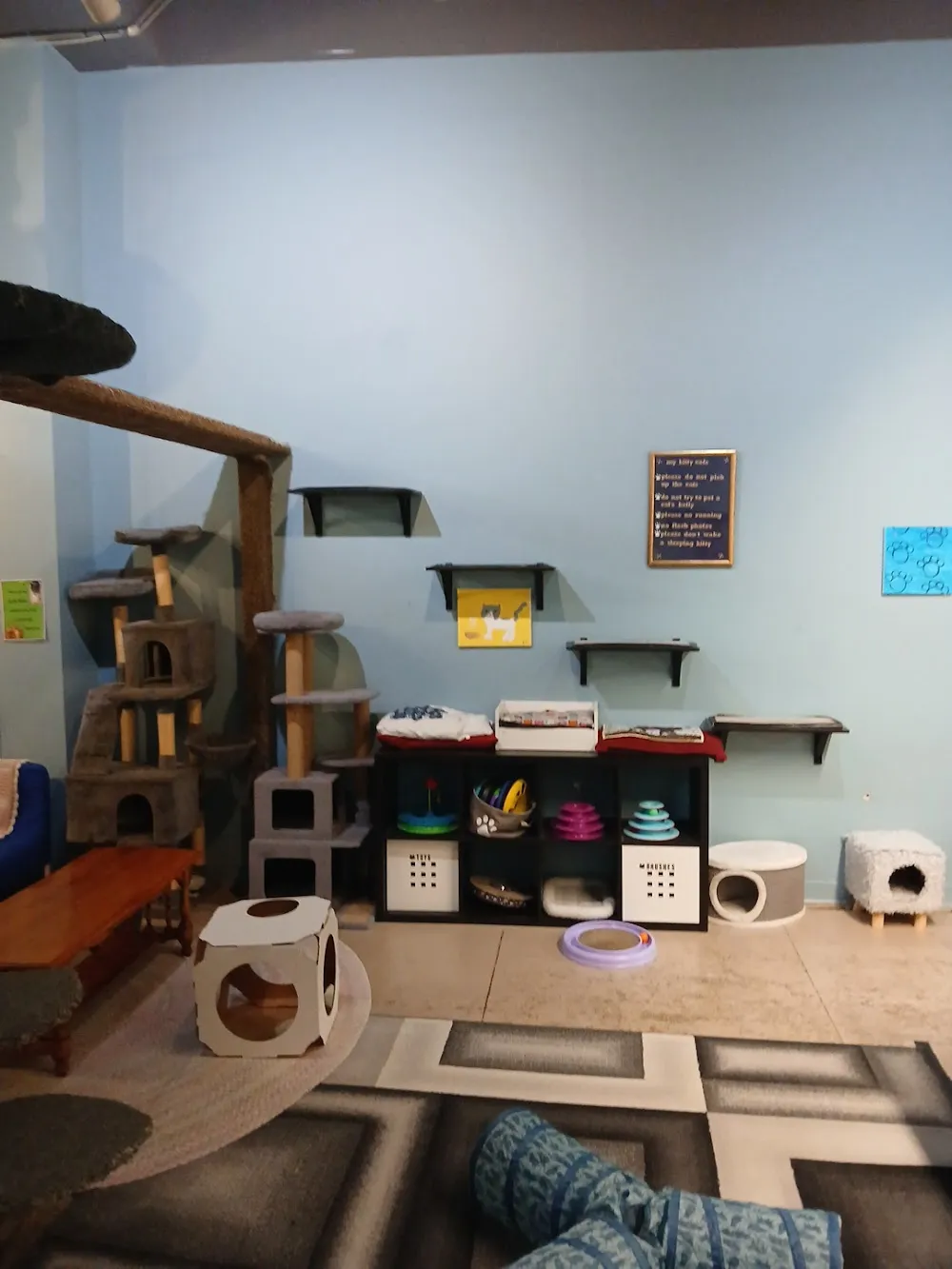 My Kitty Cafe cat cafe in Guelph - atmosphere