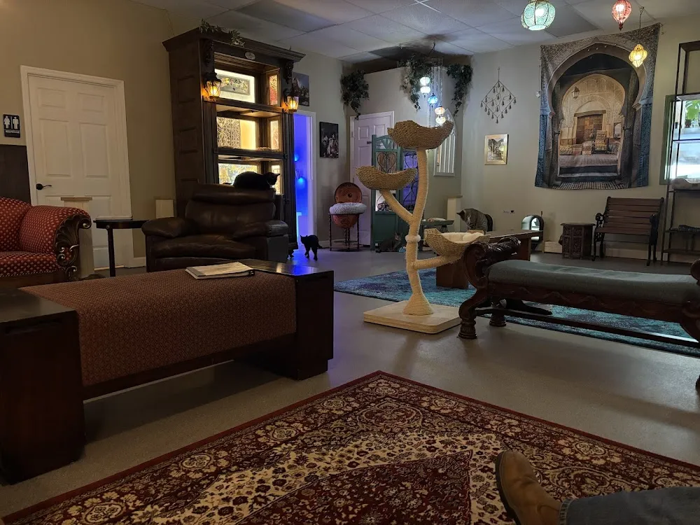 Naughty Cat Cafe cat cafe in Chattanooga - cats