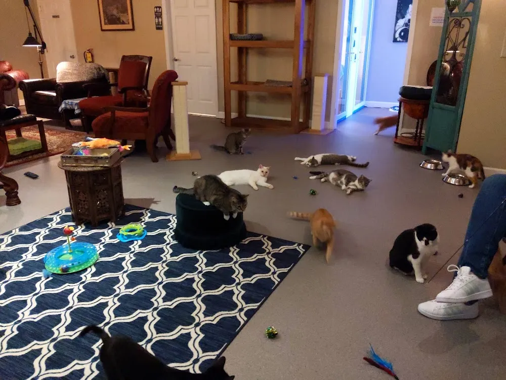 Naughty Cat Cafe cat cafe in Chattanooga - atmosphere