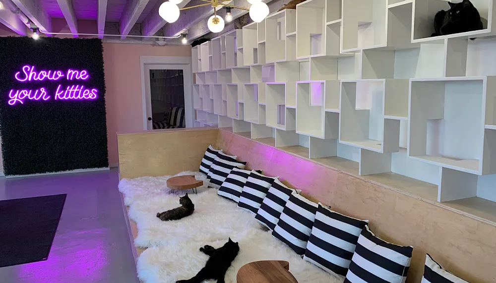 NEKO Cat Cafe Bellingham cat cafe in Bellingham - interior
