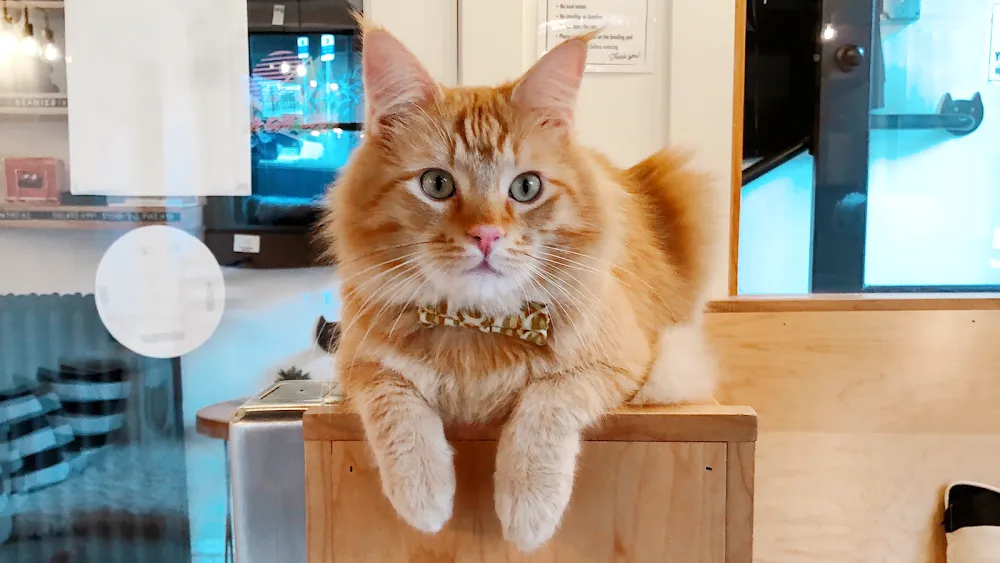 NEKO Cat Cafe Bellingham cat cafe in Bellingham - atmosphere