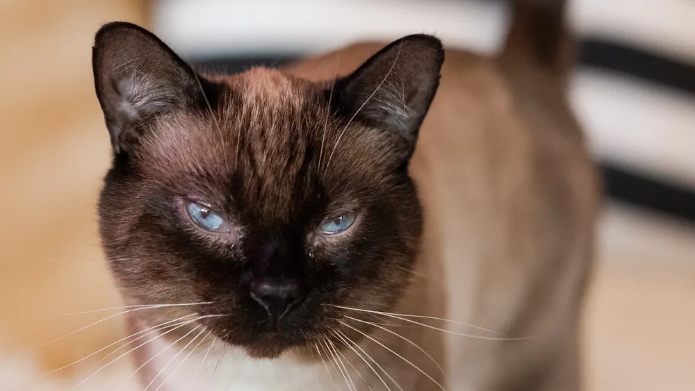 NEKO Cat Cafe Seattle cat cafe in Seattle - atmosphere