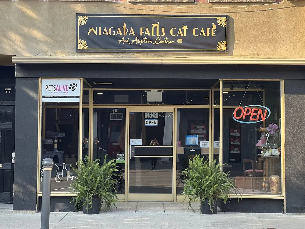 Niagara Falls Cat Cafe cat cafe in Niagara Falls - interior