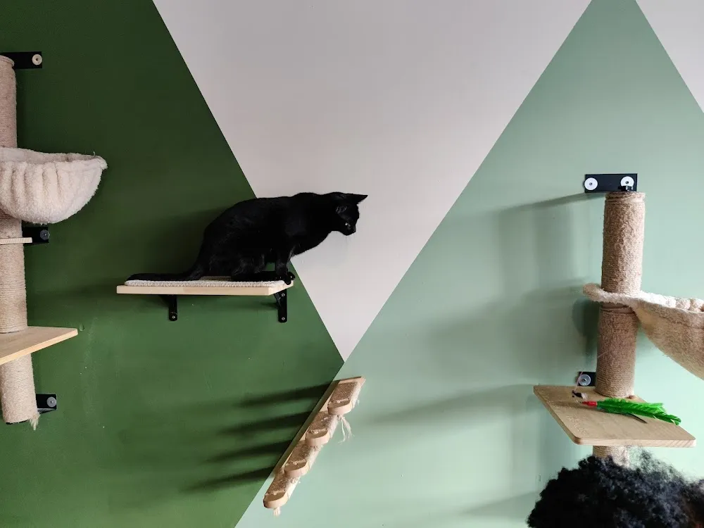 NoCo Cat Cafe cat cafe in Loveland - interior