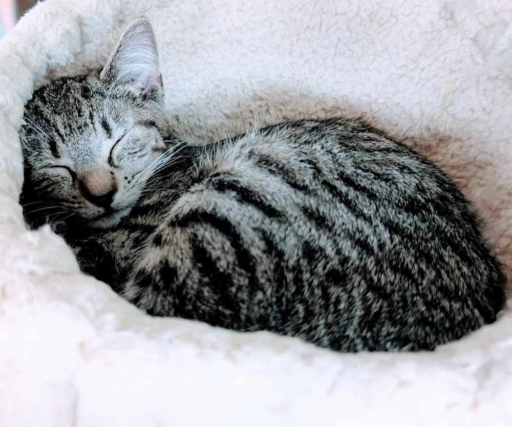 NoCo Cat Cafe cat cafe in Loveland - cats