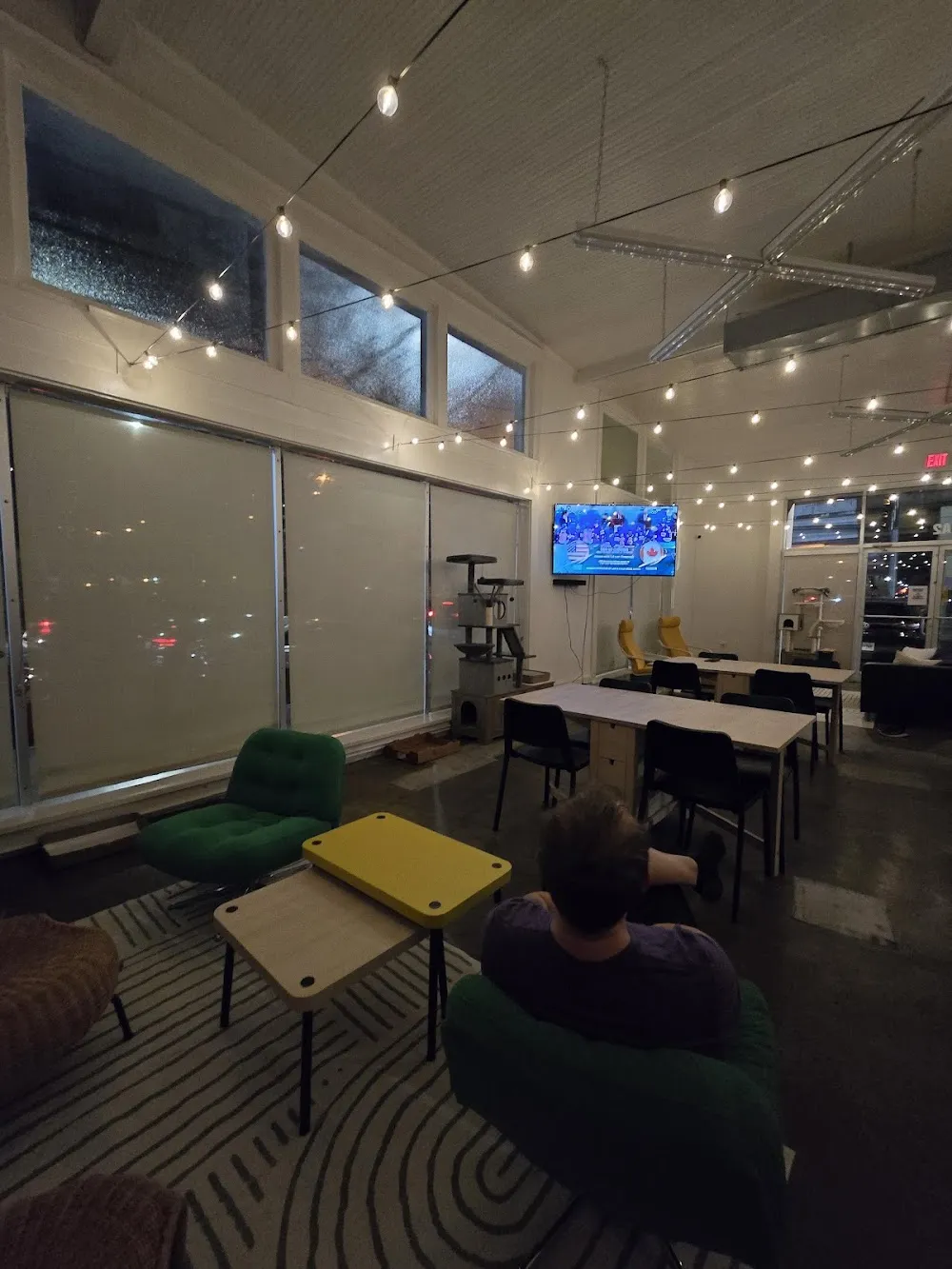 NOLA Cat Lounge - cat cafe in New Orleans