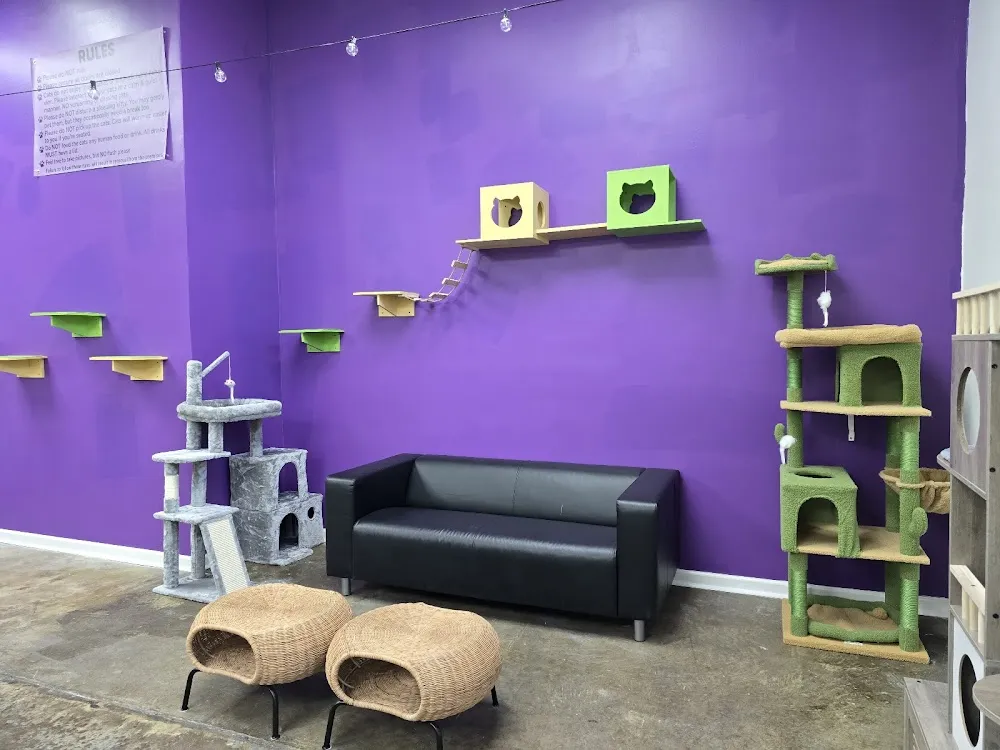 NOLA Cat Lounge - cat cafe in New Orleans