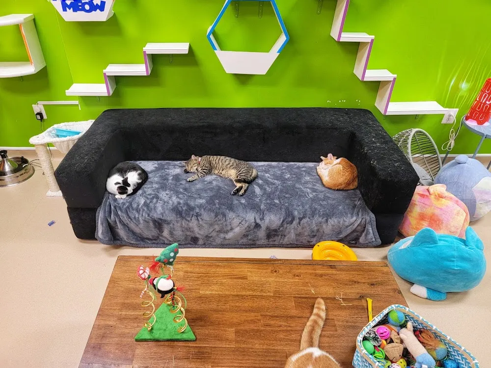 Patriot Pawsabilities Cat Lounge cat cafe in Fairfax - cats