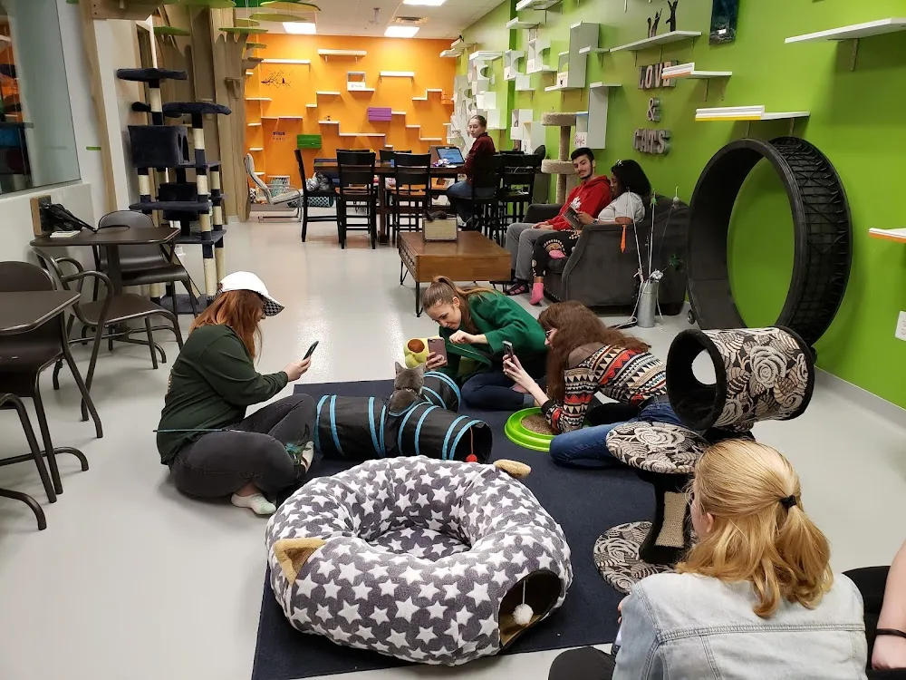 Patriot Pawsabilities Cat Lounge cat cafe in Fairfax - atmosphere