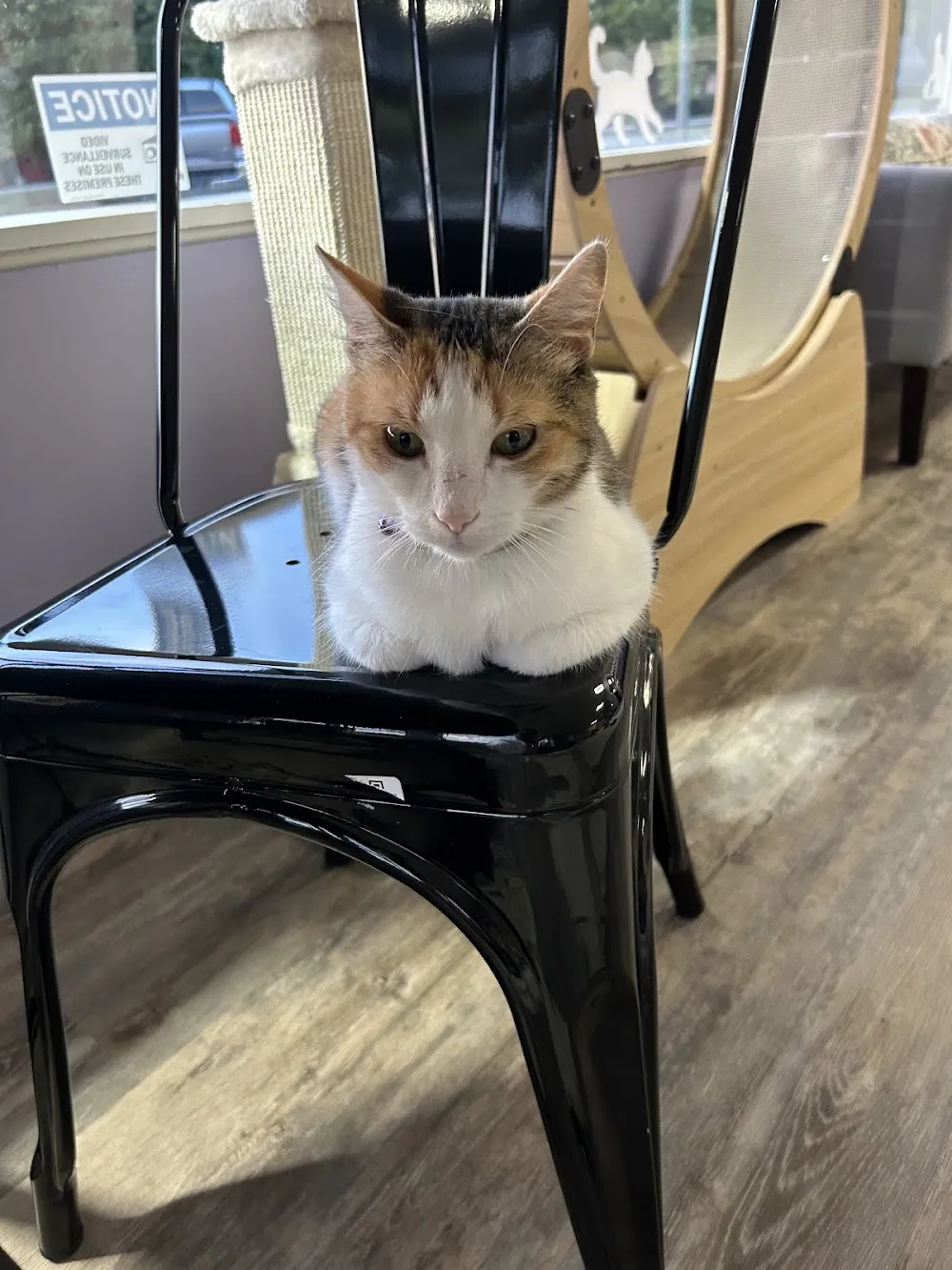 Paws Awhile Cat Cafe cat cafe in Perry - atmosphere