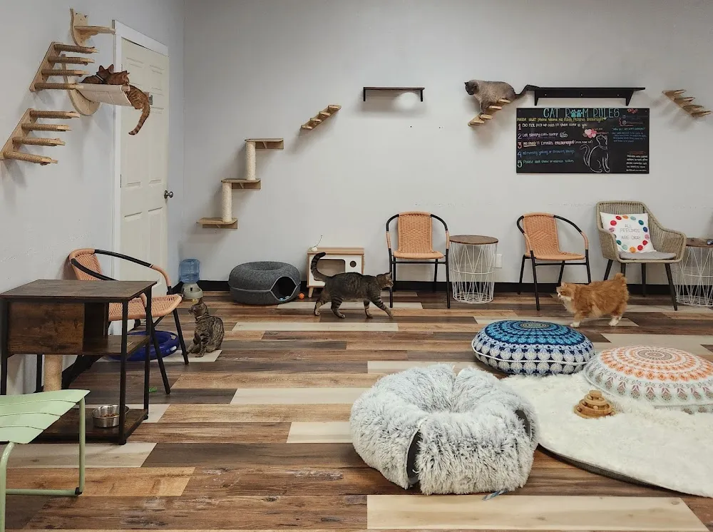 Pawsific NorthWest Cat Cafe cat cafe in Olympia - atmosphere