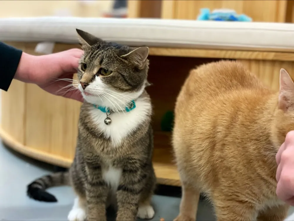 Pawz Pet Cafe/Cat Cafe and boba tea cat cafe in Carmel - atmosphere