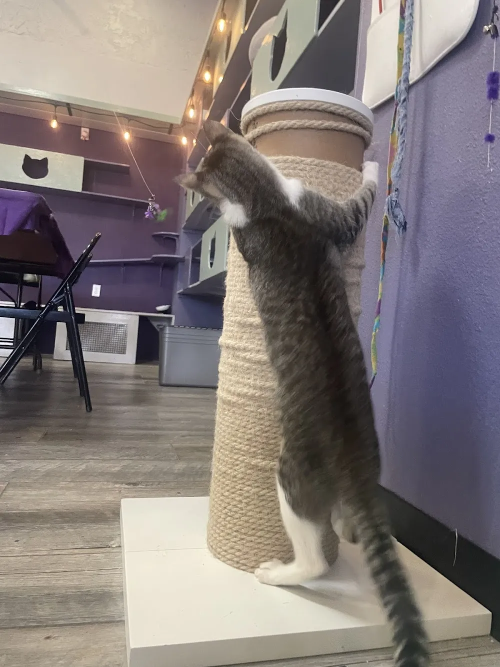 PHX Cat Cafe cat cafe in Phoenix - interior