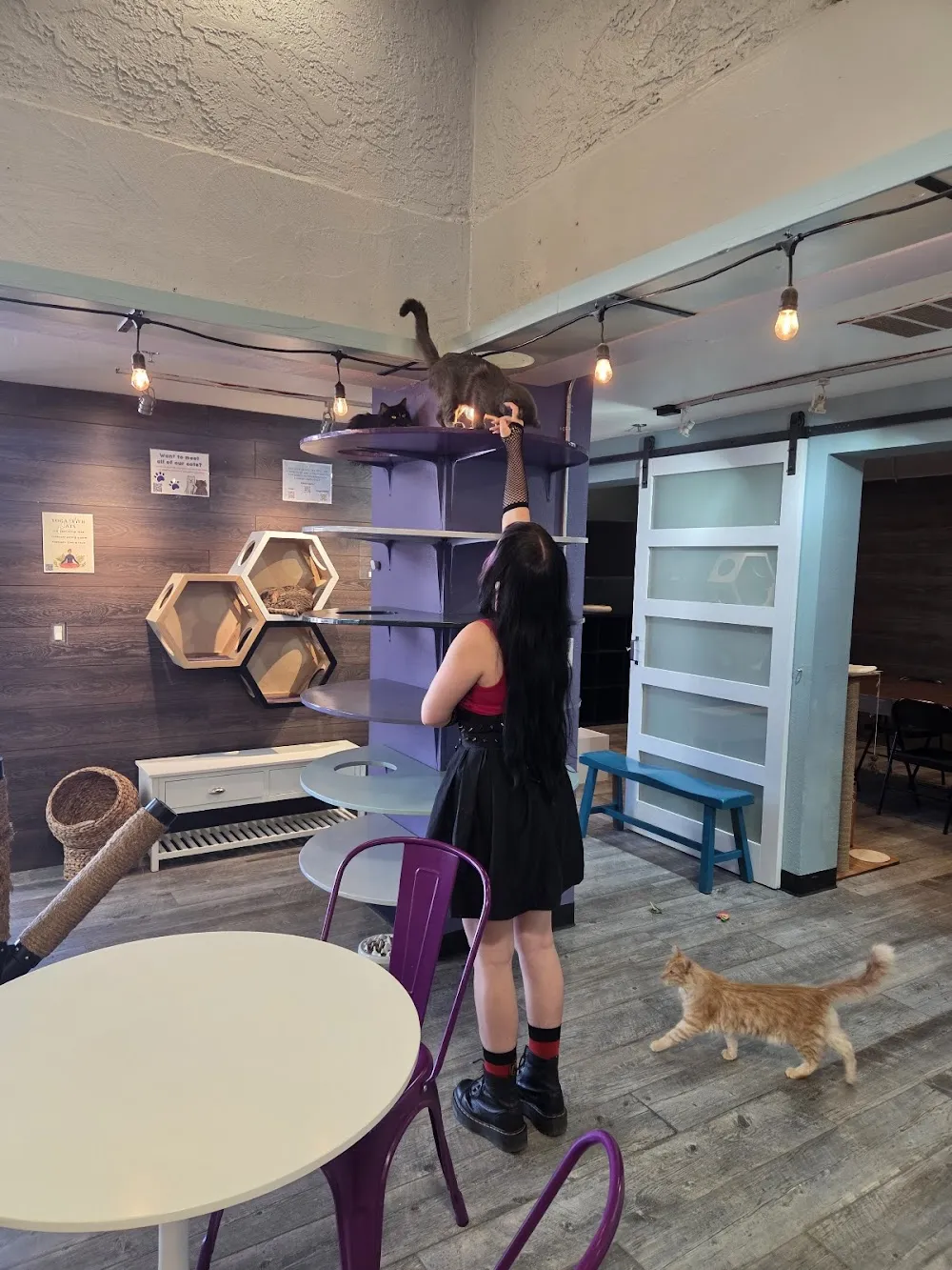 PHX Cat Cafe cat cafe in Phoenix - cats