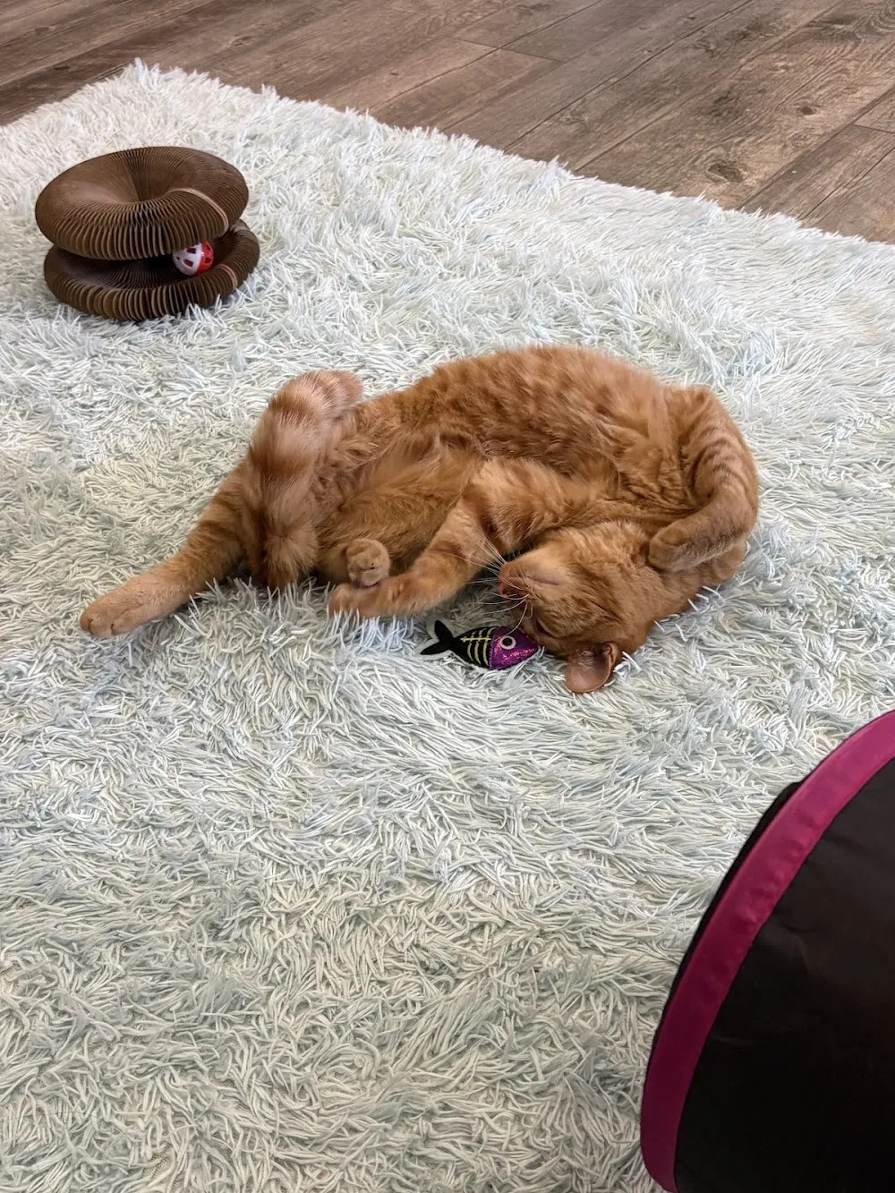 PHX Cat Cafe cat cafe in Phoenix - atmosphere