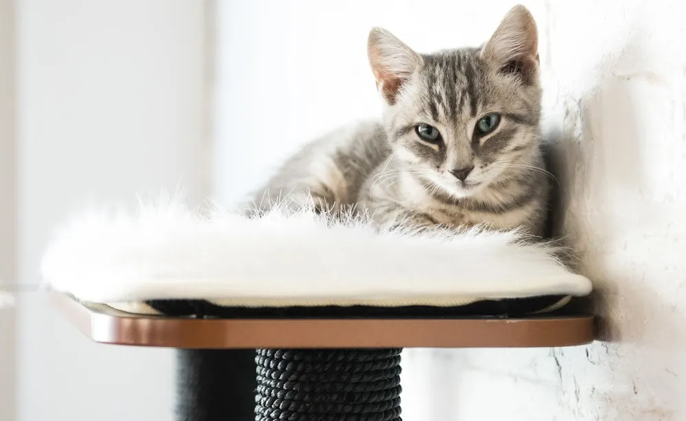 Pounce Cat Cafe + Wine Bar cat cafe in Charleston - atmosphere