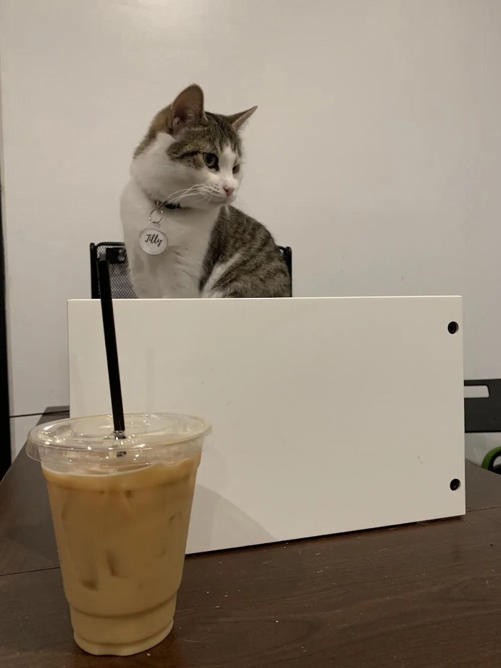 Pounce Cat Cafe cat cafe in Savannah - cats