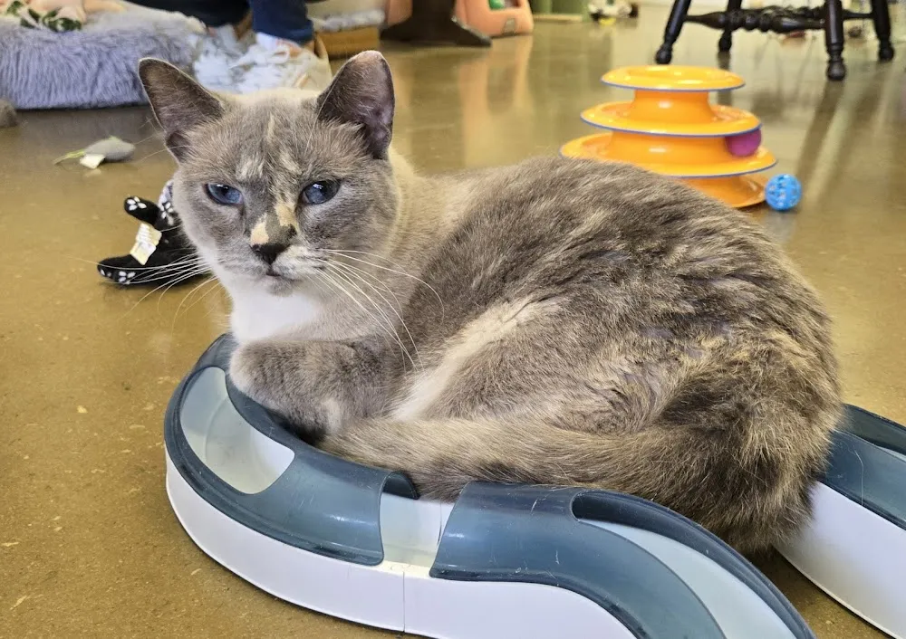 PURe JOY CAT CAFE cat cafe in Daytona Beach - cats