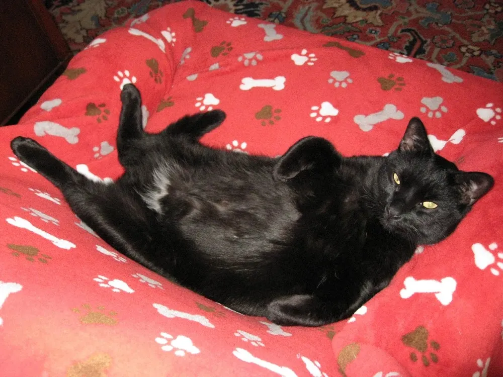 Purr & Pour Cat Cafe cat cafe in Georgetown - interior