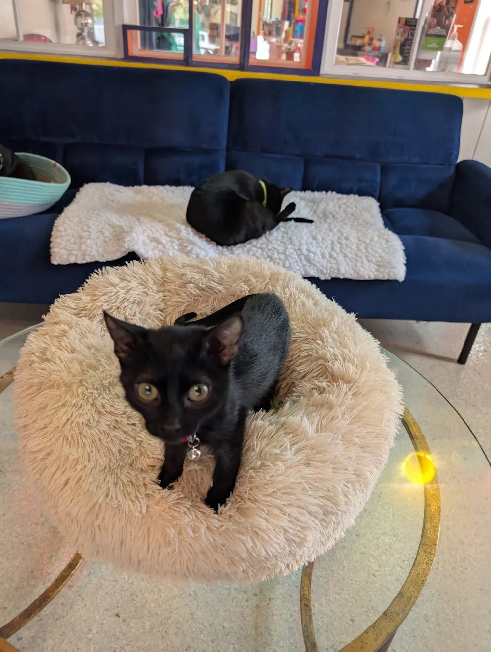 Purr & Pour Cat Cafe cat cafe in Georgetown - cats