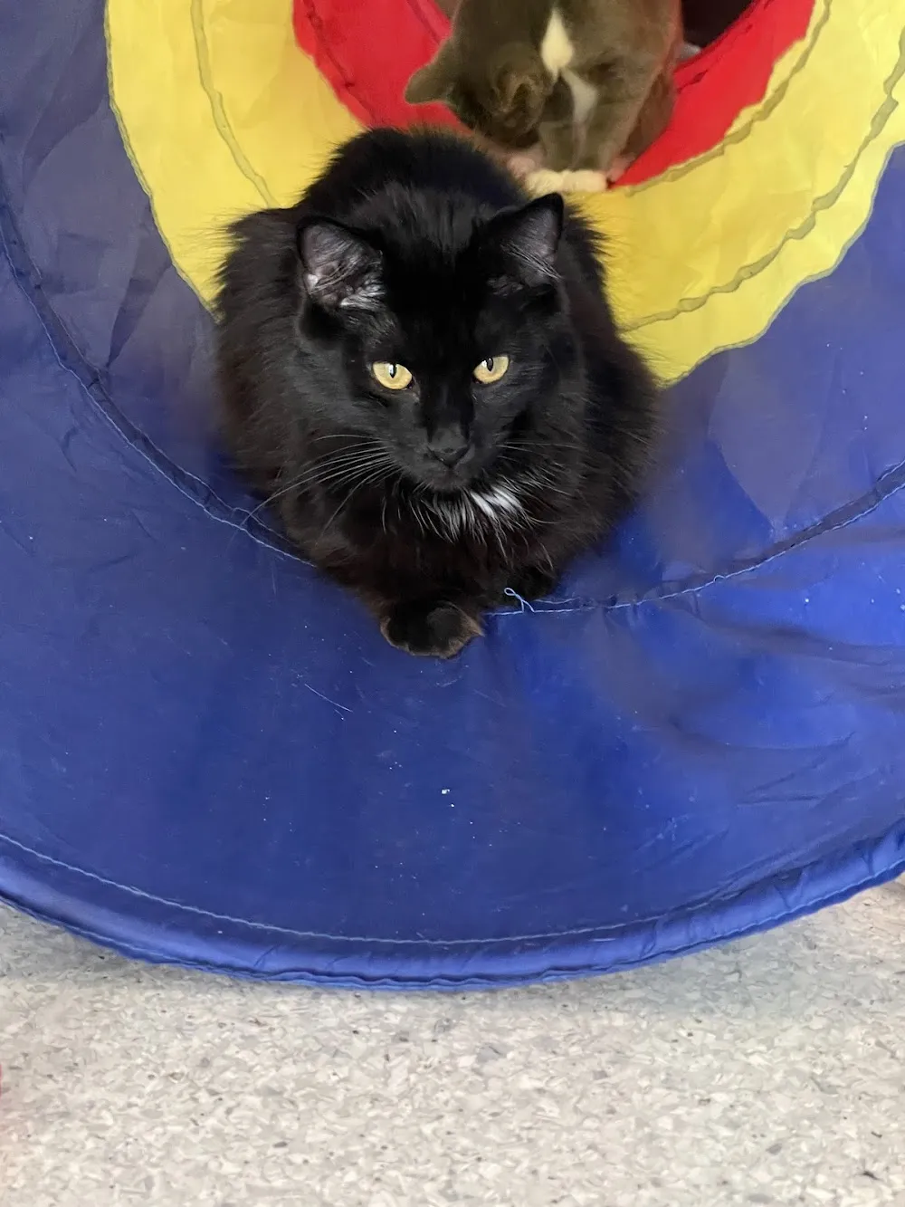 Purr & Pour Cat Cafe cat cafe in Georgetown - atmosphere