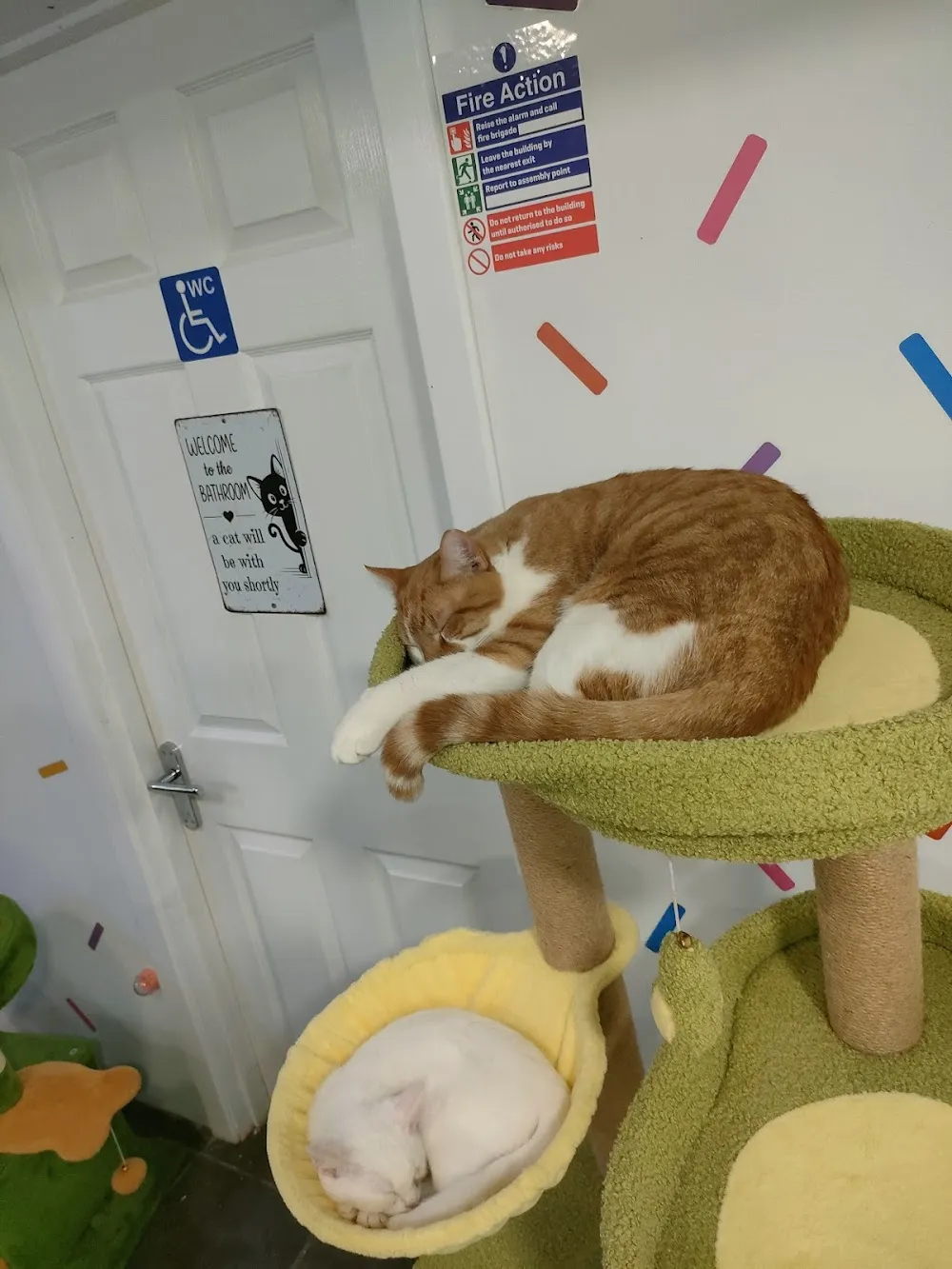 Purrfect Cafe cat cafe in East Kilbride - atmosphere