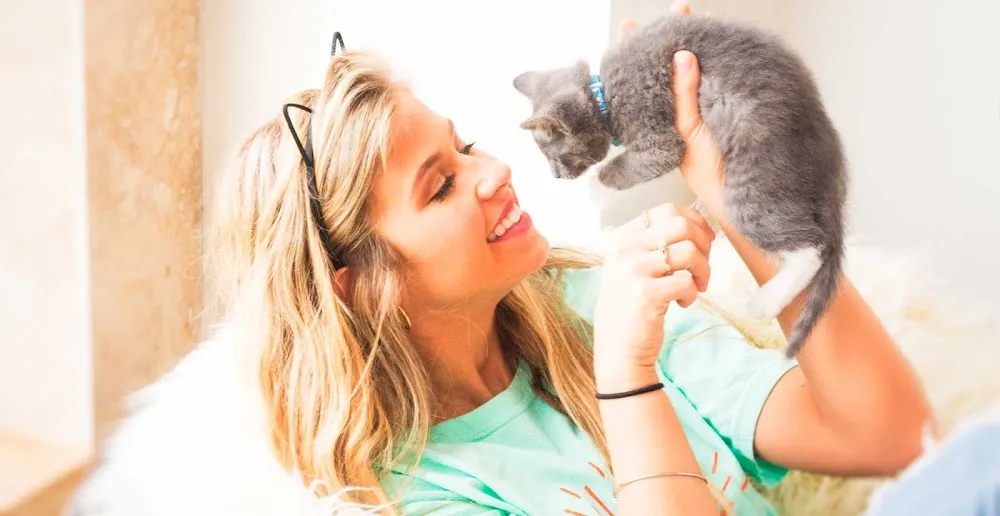 Purrfect Day Cat Cafe cat cafe in Louisville - atmosphere