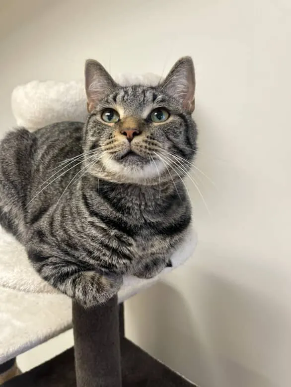 Purrfect Lounge cat cafe in Plainville - cats