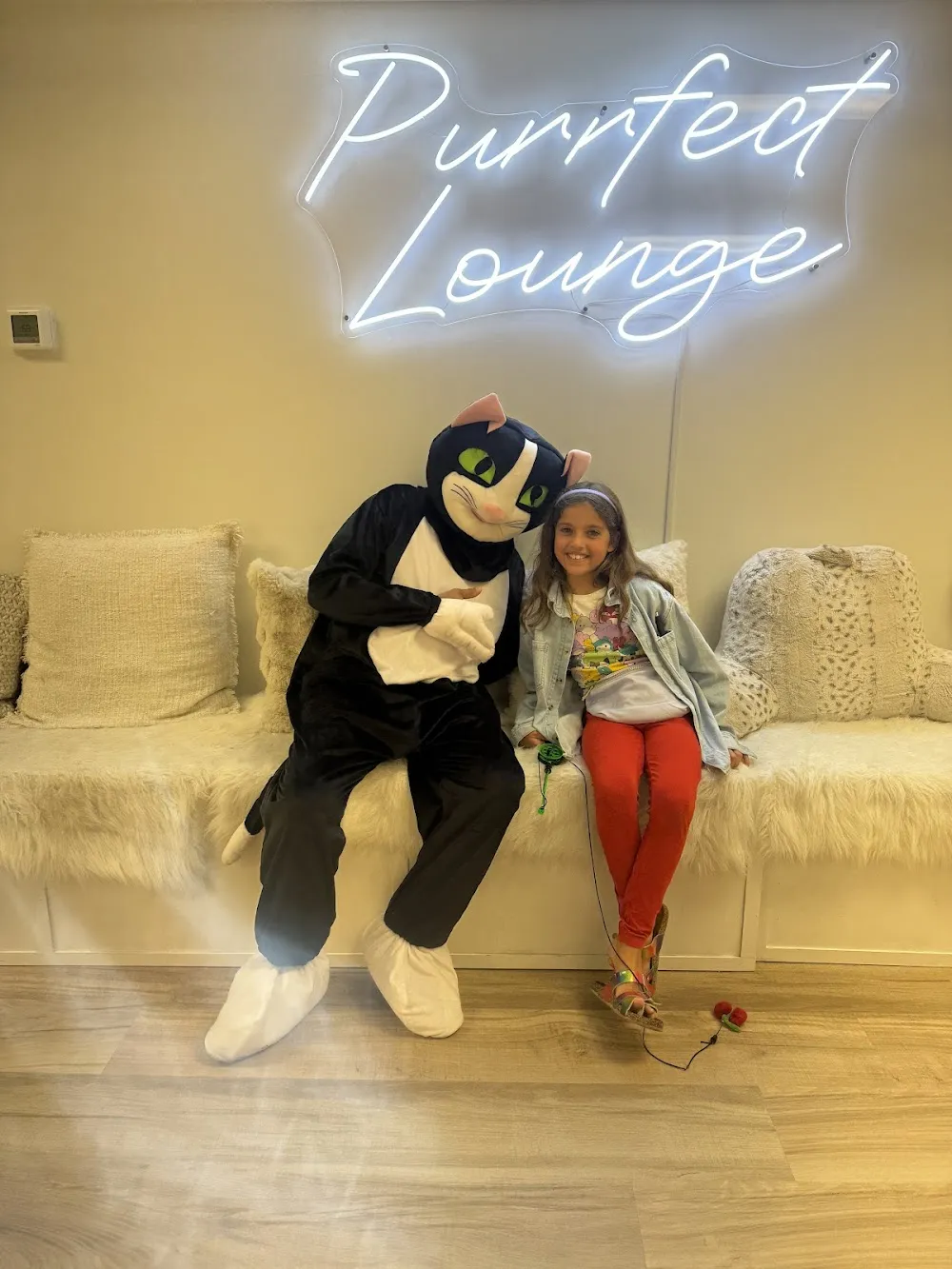 Purrfect Lounge cat cafe in Plainville - atmosphere