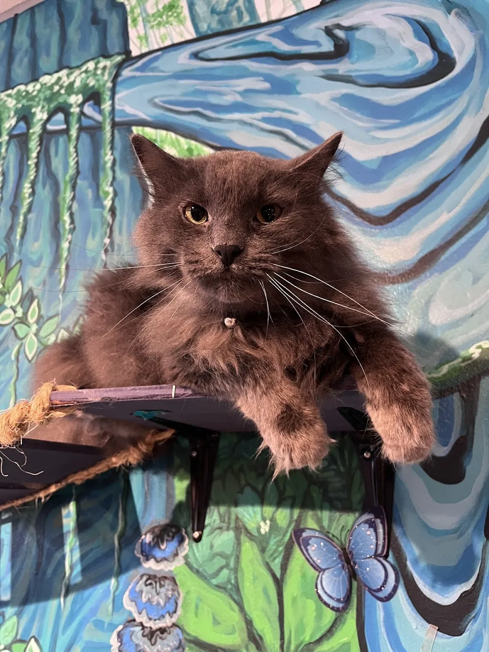 Purrfect Pause Cat Cafe cat cafe in Boulder - interior