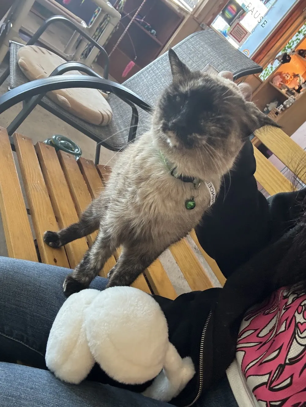 Purrfect Pause Cat Cafe cat cafe in Boulder - cats