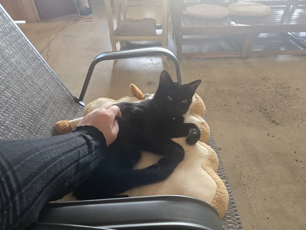 Purrfect Pause Cat Cafe cat cafe in Boulder - atmosphere