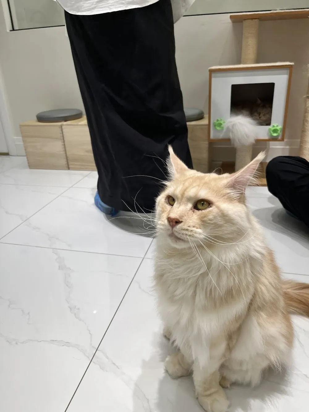 Purrfect Pet Cafe 圆滚滚猫咖 cat cafe in Vaughan - cats