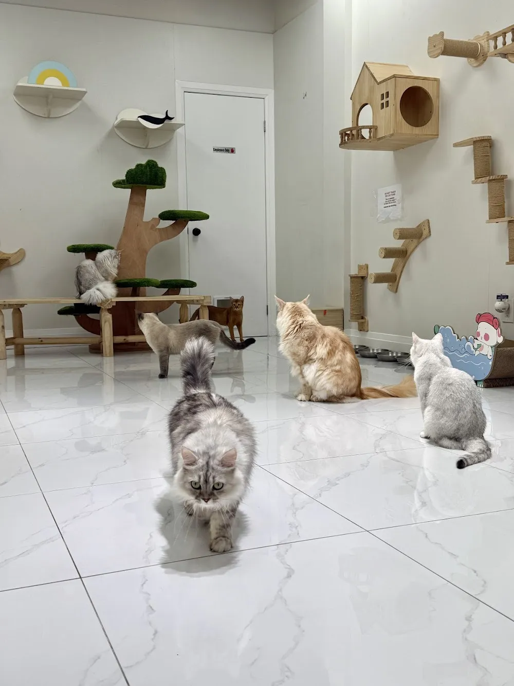 Purrfect Pet Cafe 圆滚滚猫咖 cat cafe in Vaughan - atmosphere