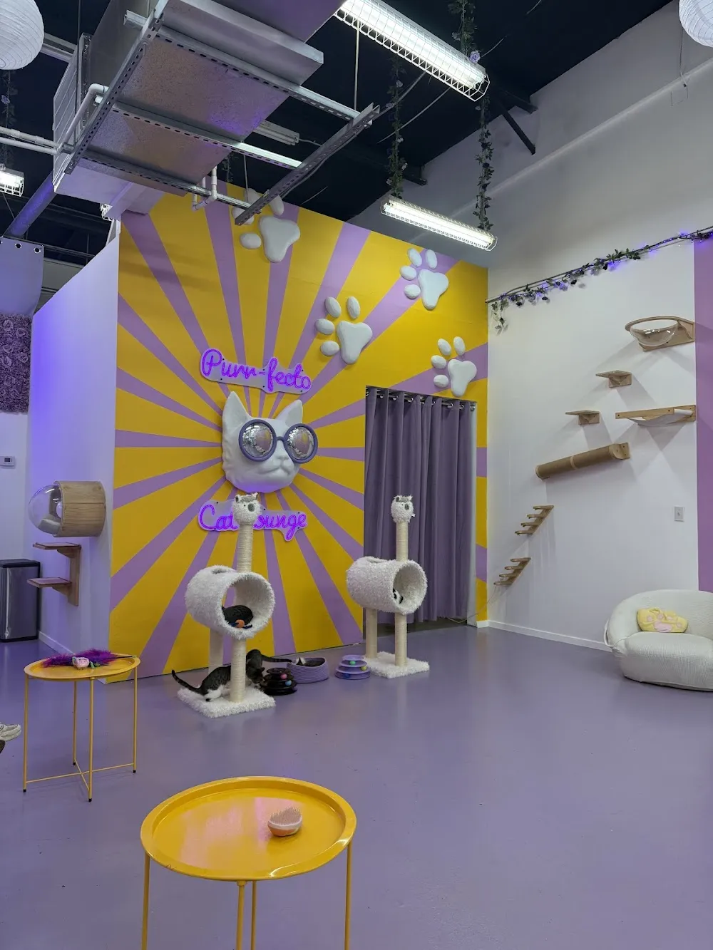 Purrfecto Cat Lounge cat cafe in Austin - cats