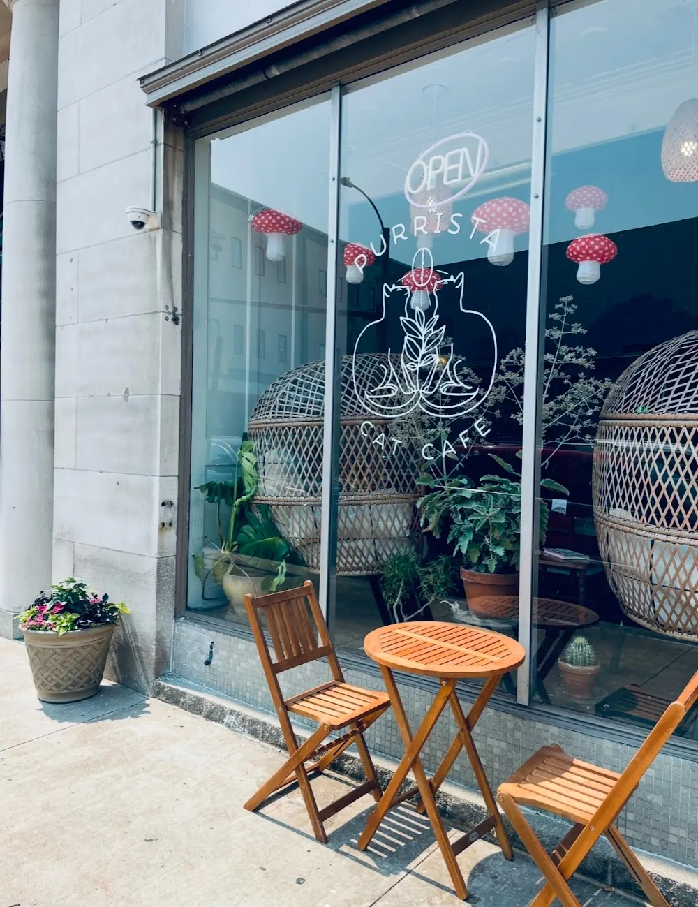 Purrista Cat Cafe cat cafe in Erie - interior