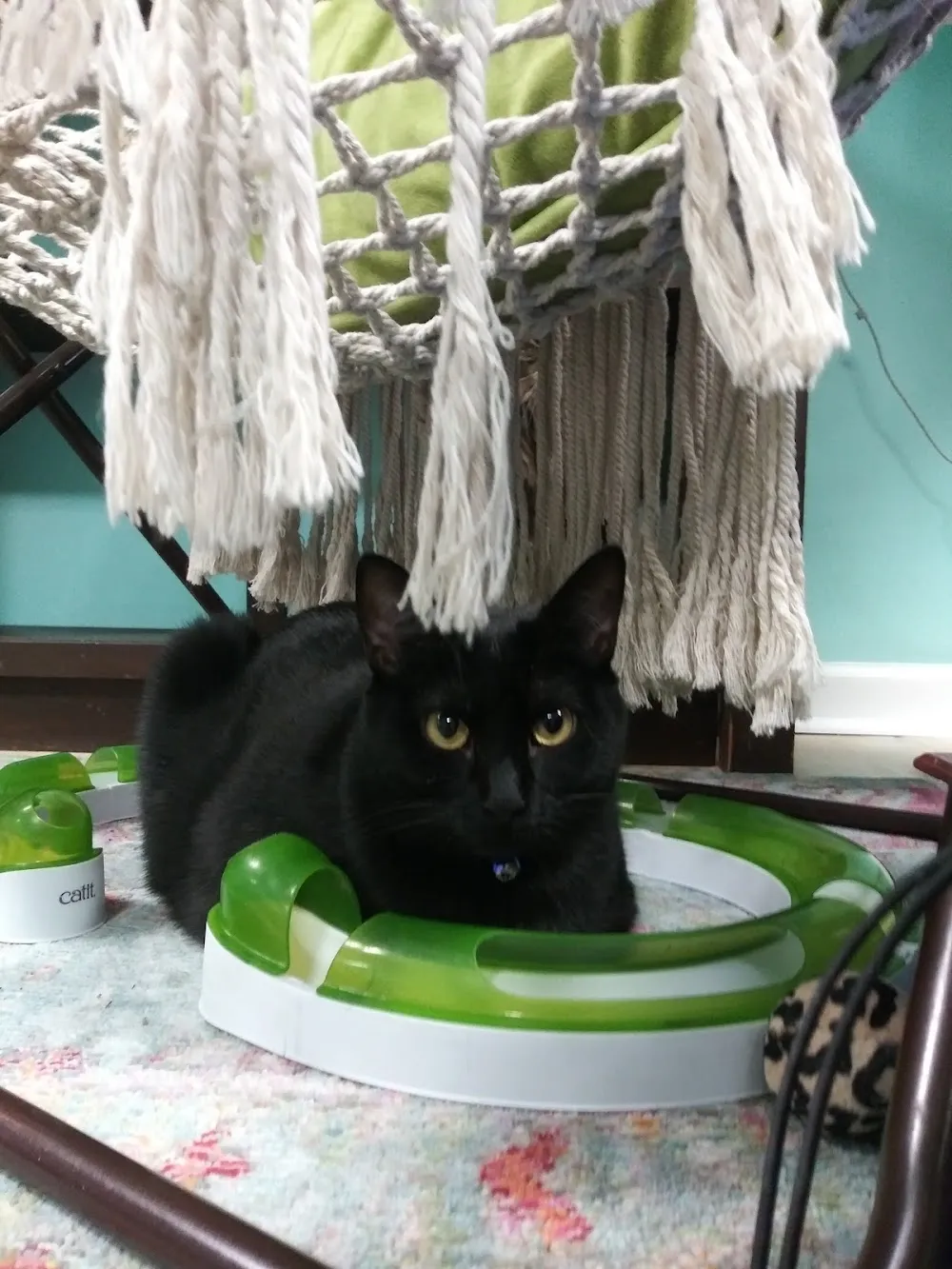 Purrmaid Cafe' and Adoption Center cat cafe in Camarillo - interior