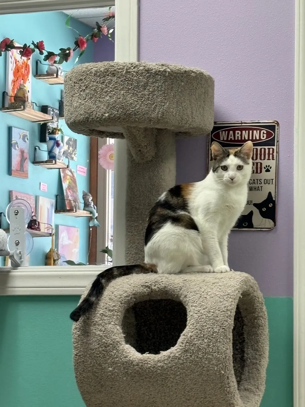 Purrmaid Cafe' and Adoption Center cat cafe in Camarillo - cats