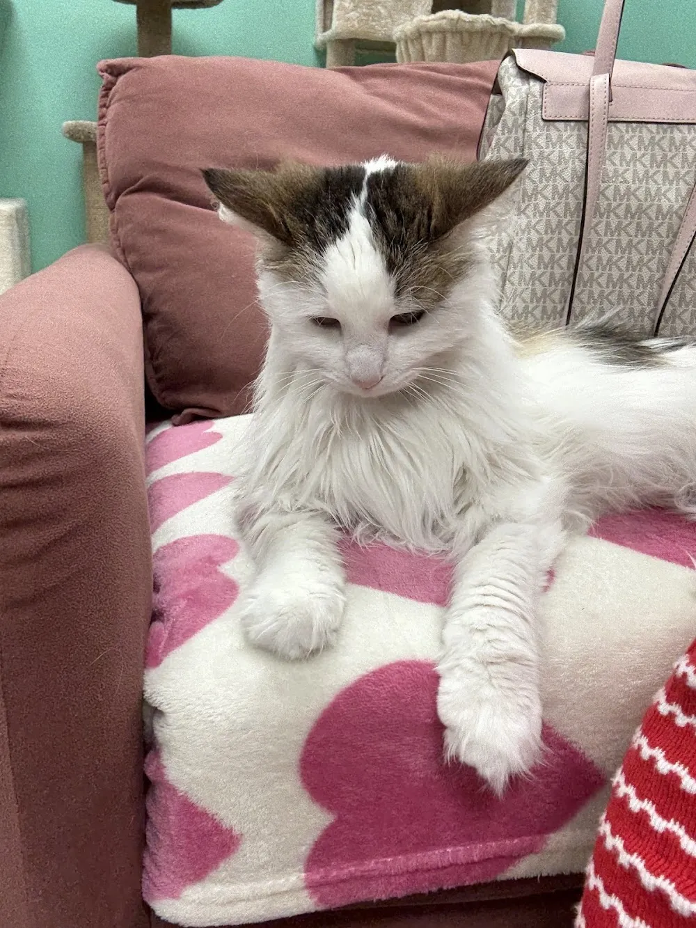 Purrmaid Cafe' and Adoption Center cat cafe in Camarillo - atmosphere