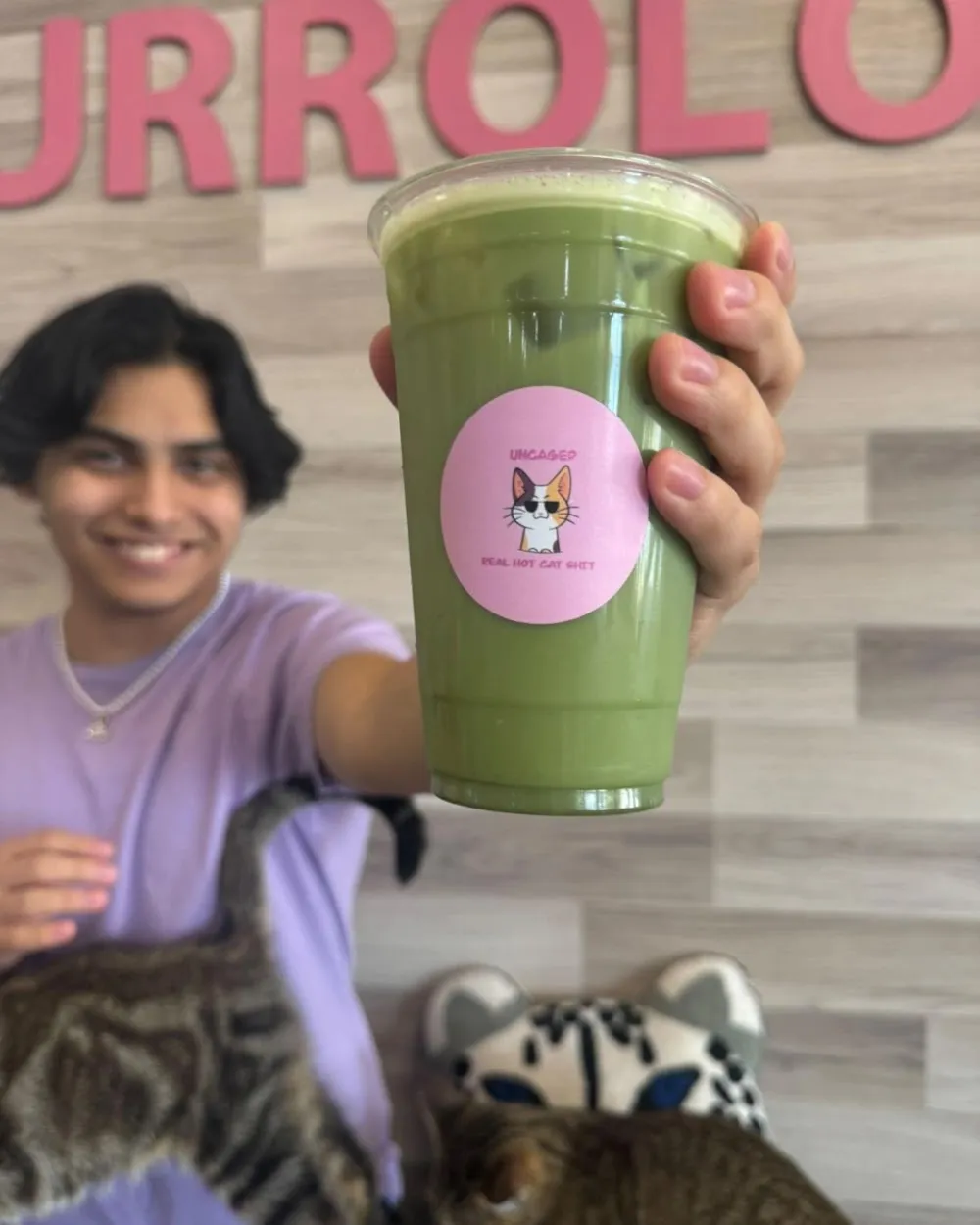 Purrology Cat Cafe cat cafe in Lakeland - atmosphere