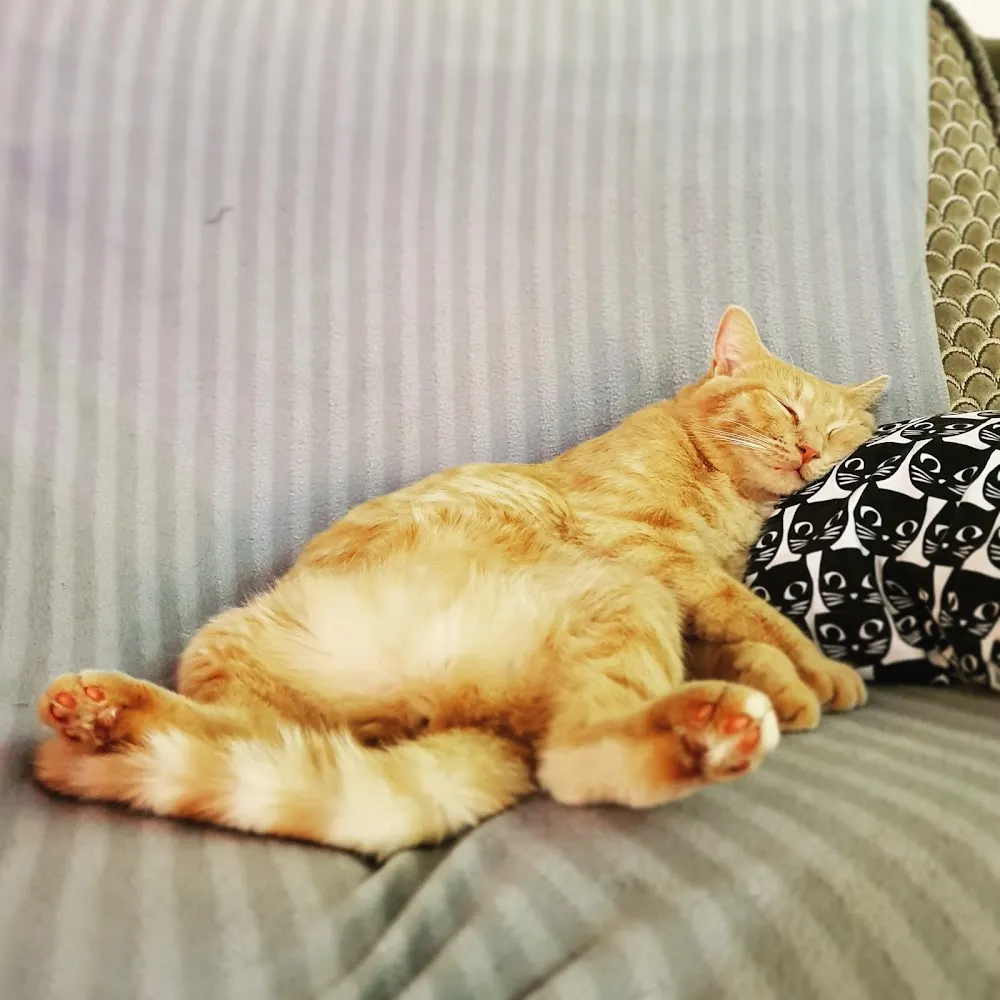 Purrple Cat Cafe cat cafe in Glasgow - atmosphere