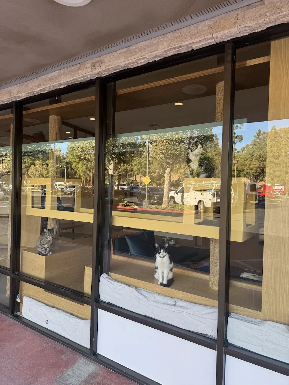 Purrrlandia Cat Lounge & Cafe cat cafe in Thousand Oaks - interior
