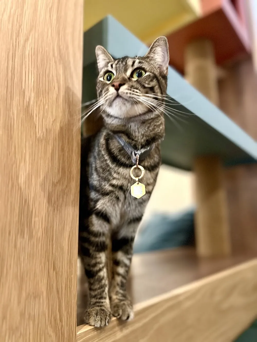 Purrrlandia Cat Lounge & Cafe cat cafe in Thousand Oaks - atmosphere