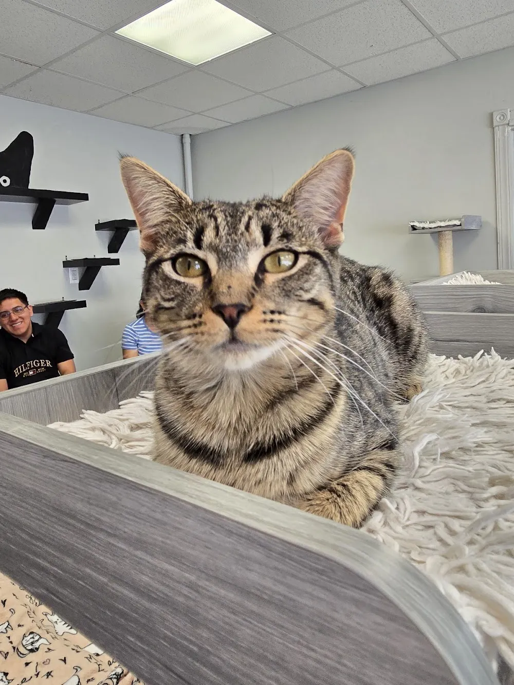 Rahway Kitty Hall cat cafe in Rahway - cats