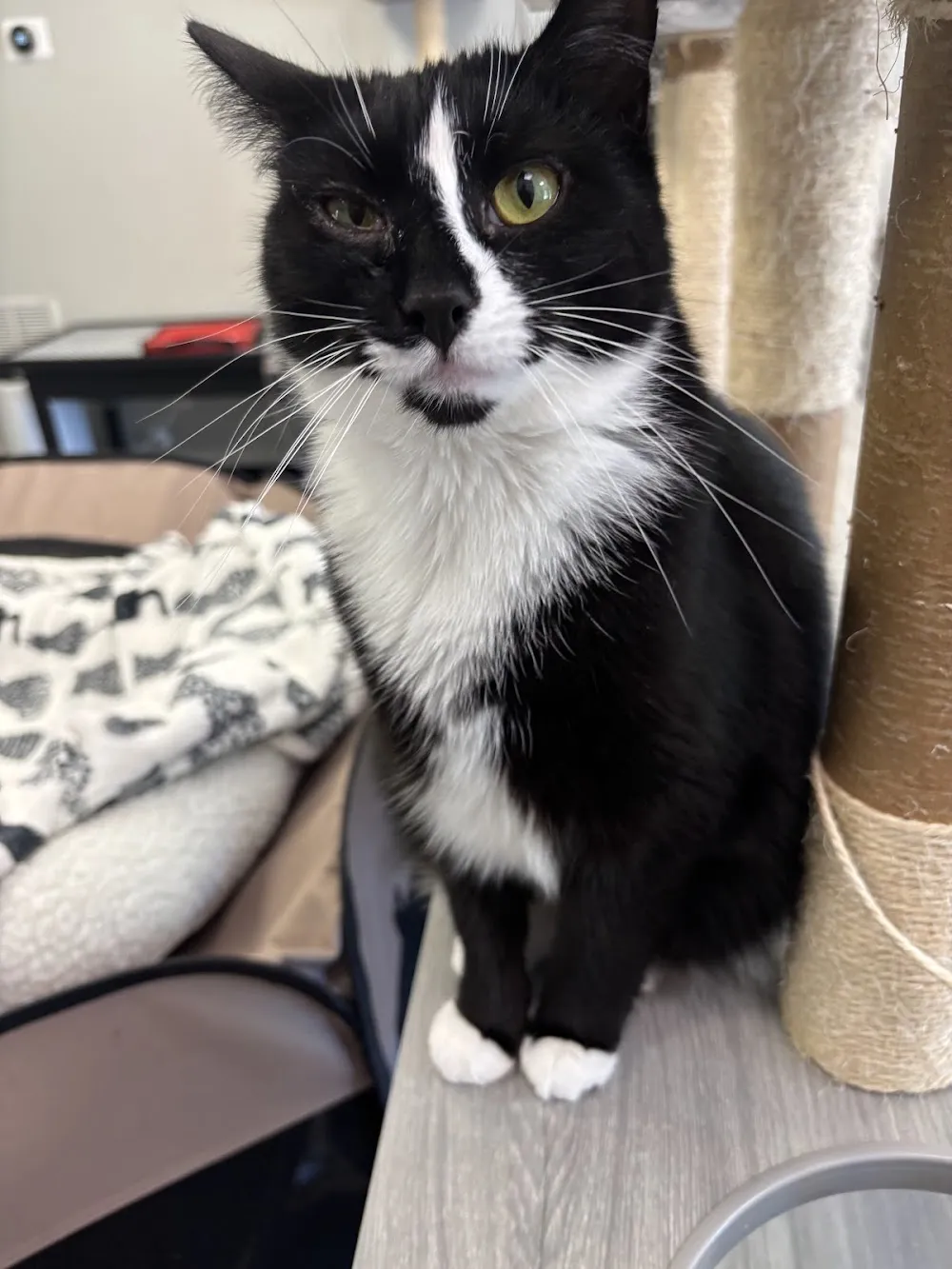 Rahway Kitty Hall cat cafe in Rahway - atmosphere