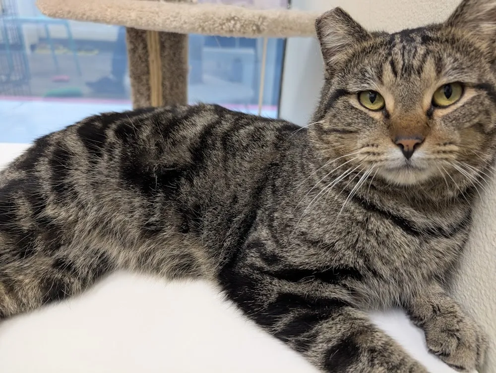 Rescued Treasures Cat Cafe by PALnv cat cafe in Las Vegas - atmosphere