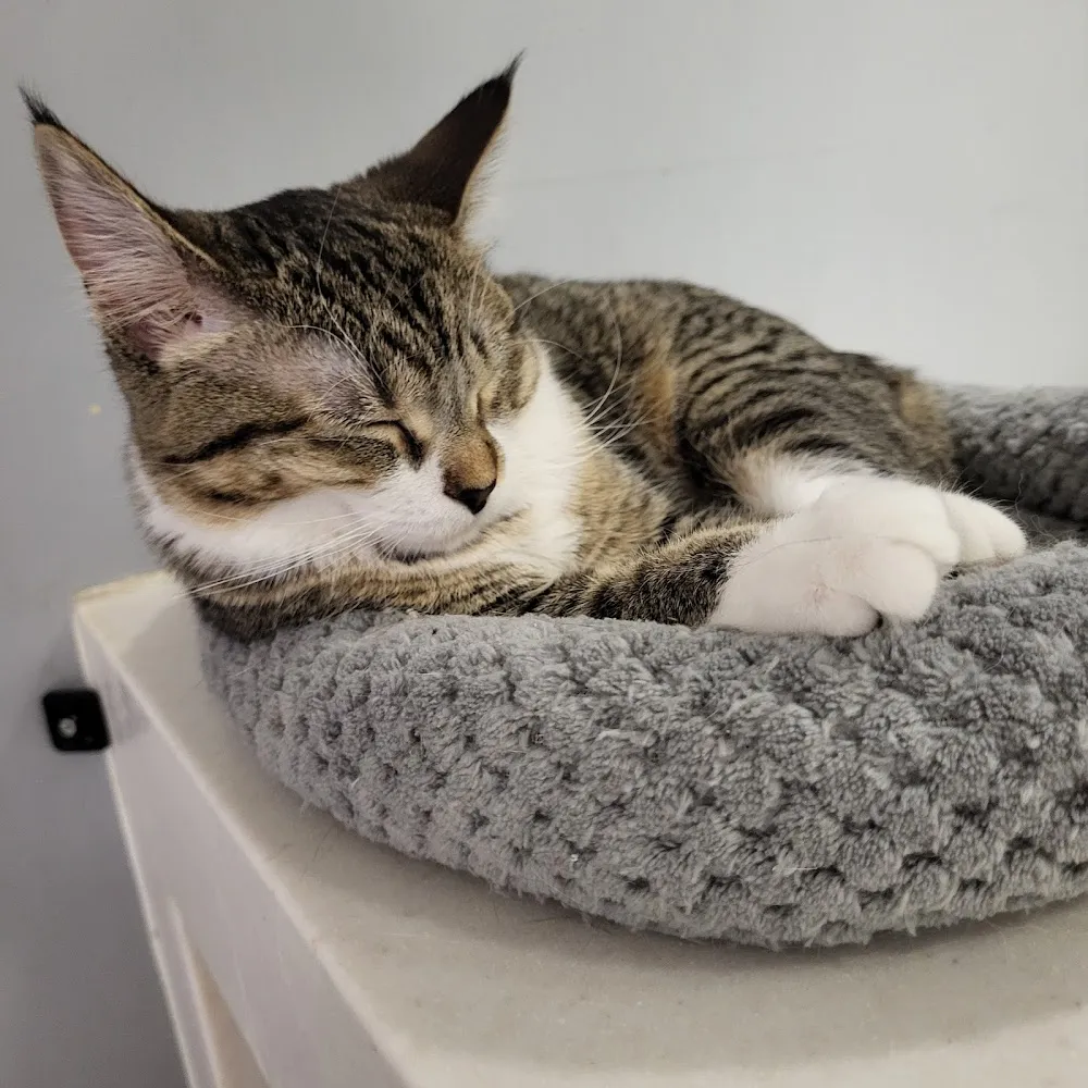 Rosie’s Kitty Catfé cat cafe in Washington - interior