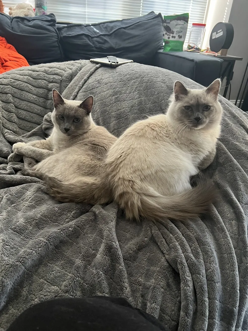 Rosie’s Kitty Catfé cat cafe in Washington - atmosphere