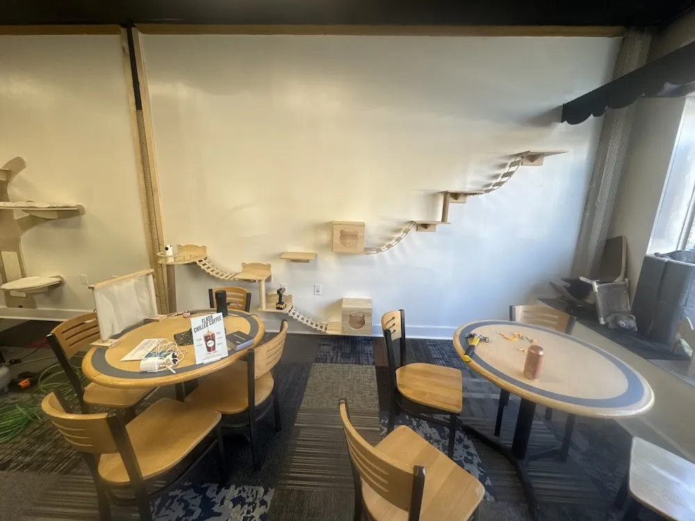 Round-A-Bout Bagels Cat Cafe cat cafe in Carlisle - interior